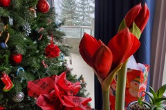 Budding-Amaryllis-Christmas-in-London-2024