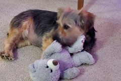 Coco-Marg-Dons-adopted-puppy-2024