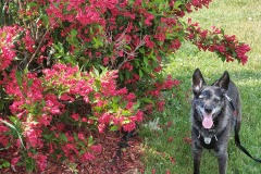 Kathy-Michael-Johnstons-Wiley-Scotland-near-Brampton-2021-