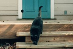 Mac-out-for-a-prowl-around-the-neighbourhood-136-Rideau