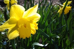 Bright-Yellow-Daffodils-Front-East-Garden-136-Rideau-8MAY2019