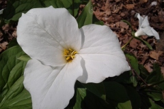 Brilliant-White-Trilliums-in-Driveway-Garden-at-136-Rideau-12MAY2016