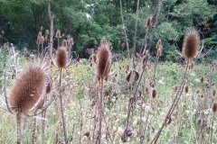 Bull-Rushes-on-the-Stoney-Creek-Trail-near-London-Apartment