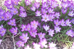 Crocuses-at-136-Rideau-in-the-Spring
