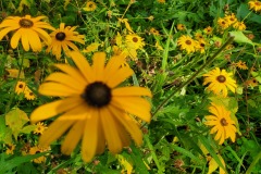 Daisies-in-the-Back-East-Garden