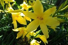 Early-Lilies