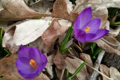 First-Crocuses-Appear-at-136-Rideau-7APR2019