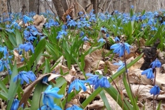 First-Spring-Flowers-136-Rideau-Woodland-26APR2015