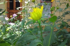 Front-Door-Flowers-Transplanted-by-Fiona-from-Her-Moms-Gardens-29JUL2015