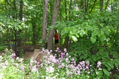 Kevin-McCleery-Cleaning-Up-Woodland-Lot-Amid-Phlox-10JUN2019