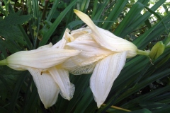 My-garden-Lilies-in-Love-for-Jacqueline-30JUL2017