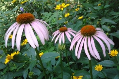 New-Purple-Daisies-in-Back-Garden-at-136-Rideau-29JUL2015