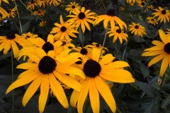 Orange-Daisies-Gardens-at-136-Rideau-25AUG2018