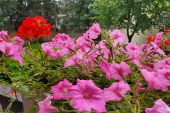 Petunias-on-the-London-Balcony