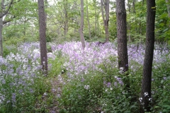 Phlox-Swath-136-Rideau-Back-Woodland-4JUN2014