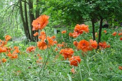 Poppies-136-Rideau-Gardens
