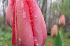 Prize-Red-Dewy-Tulip-in-136-Rideau-Back-Garden-May2017