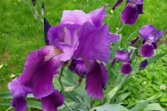 Purple-Iris-Back-Gardens-of-136-Rideau-10JUN2019