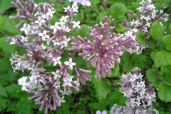 Purple-Lilac-Bush-Front-East-Garden-at-136-Rideau-5JUN2017
