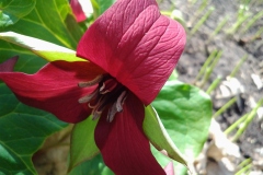 Rare-Red-Trillium-Imported-to-Driveway-Garden-at-136-Rideau-8MAY2019