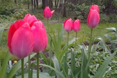 Red-Tulips-Abound-in-Back-Gardens-of-136-Rideau-23MAY2019