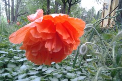 Single-Poppy-by-The-Oak-Tree-136-Rideau