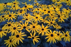 Swath-of-Yellow-Daisies-Back-Yard-East-Garden-at-136-Rideau-13AUG2015