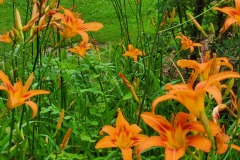 Tiger-Lilies-Front-Garden-Under-the-Maple-Tree