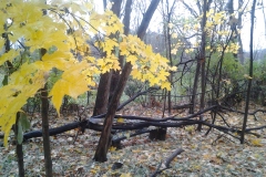 View-of-Woodland-Lot-from-136-Rideau-Back-Garden-31OCT2018