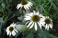 White-Daisies-East-Garden-at-136-Rideau-25AUG2018