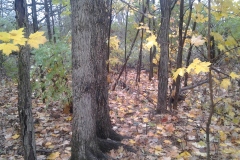 Woodland-Lot-Behind-136-Rideau-31OCT2018