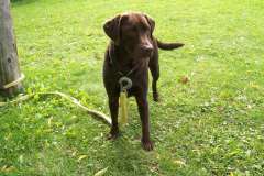 Lincoln-Wanderlust-Canine-Pal-of-Garry-Dalgleish-26AUG2010